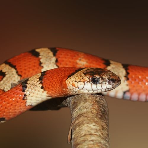 raudonos spalvos gyvatė