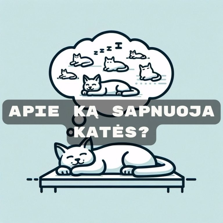 Apie ką sapnuoja katės?