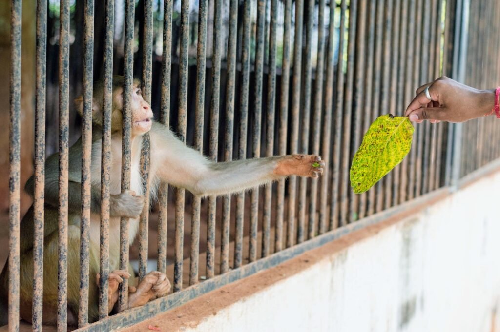 asmuo, duodantis žalią lapą narve esančiai beždžionei
